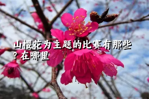 山樱花为主题的比赛有那些？在哪里