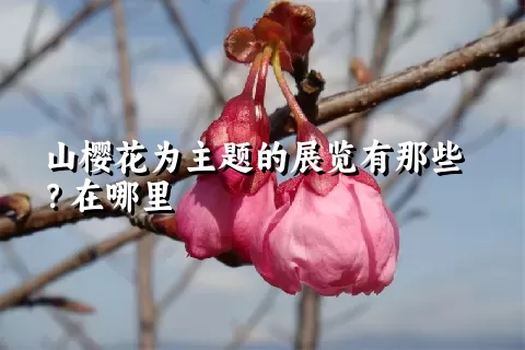 山樱花为主题的展览有那些？在哪里