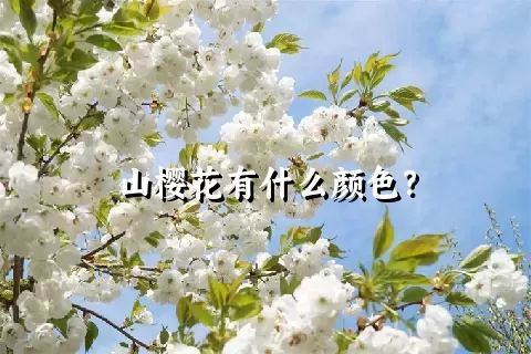 山樱花有什么颜色？