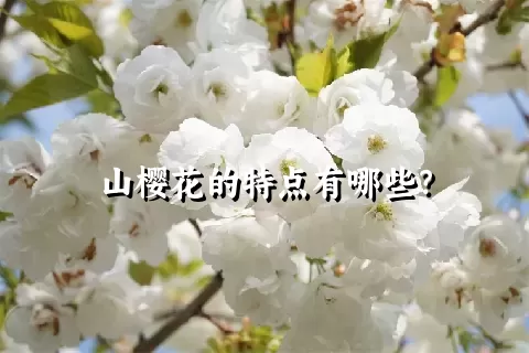 山樱花的特点有哪些？