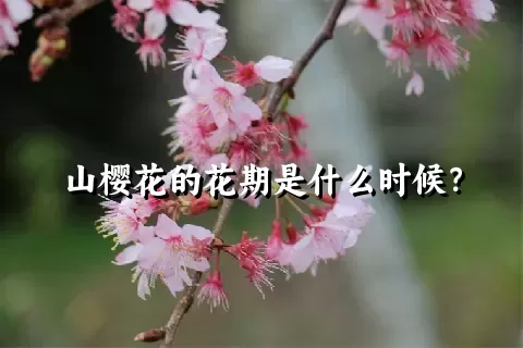 山樱花的花期是什么时候？