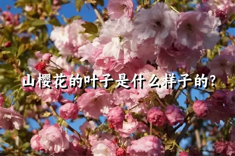 山樱花的叶子是什么样子的？