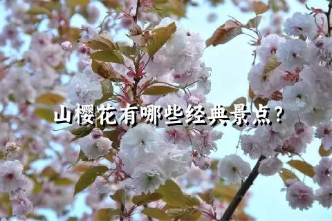 山樱花有哪些经典景点？