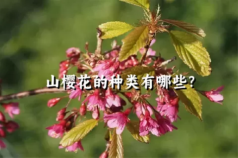 山樱花的种类有哪些？