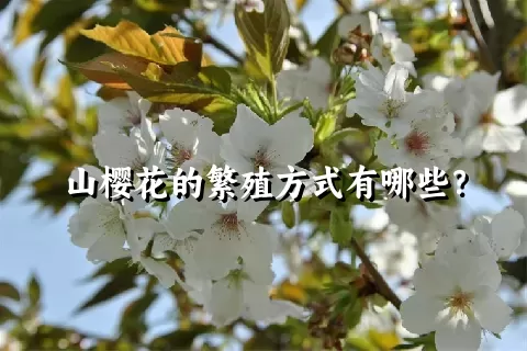 山樱花的繁殖方式有哪些？