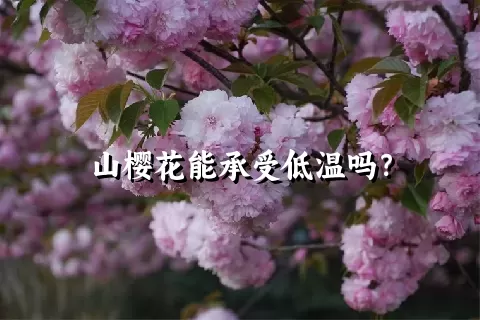 山樱花能承受低温吗？