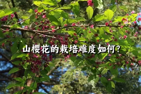 山樱花的栽培难度如何？