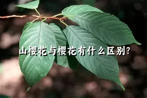 山樱花与樱花有什么区别？