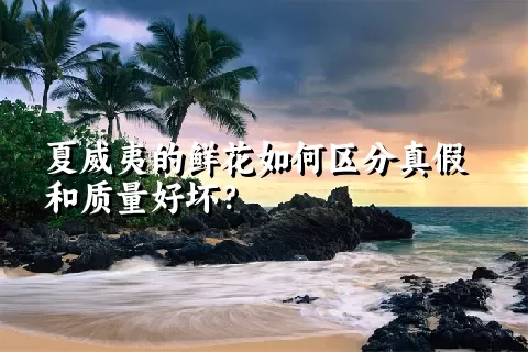 夏威夷的鲜花如何区分真假和质量好坏？