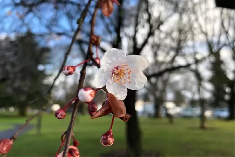 芝樱