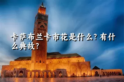 卡萨布兰卡市花是什么？有什么典故？