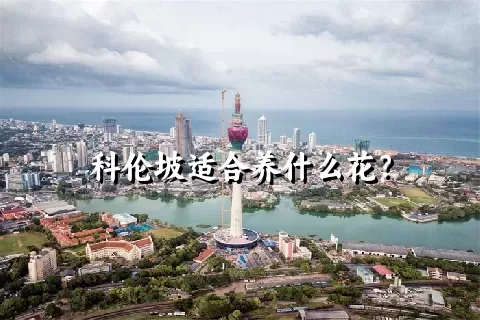 科伦坡适合养什么花？