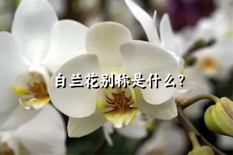 白兰花别称是什么？