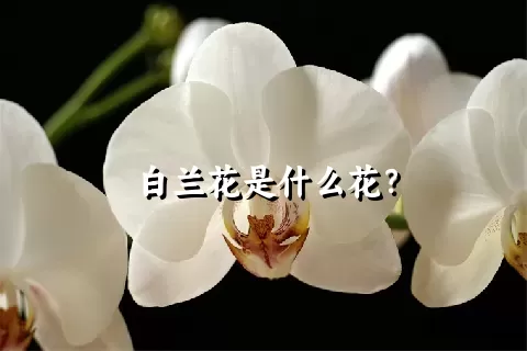 白兰花是什么花？