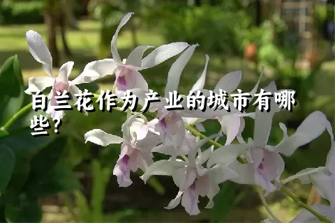 白兰花作为产业的城市有哪些？