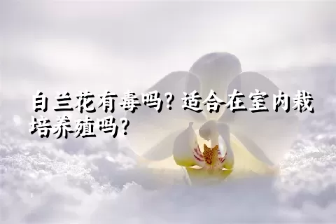 白兰花有毒吗？适合在室内栽培养殖吗？