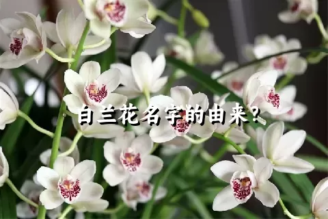 白兰花名字的由来？