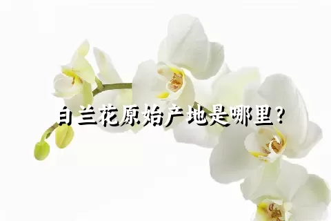 白兰花原始产地是哪里？