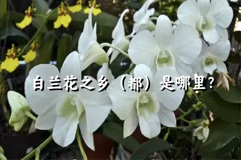 白兰花之乡（都）是哪里？