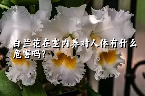 白兰花在室内养对人体有什么危害吗？