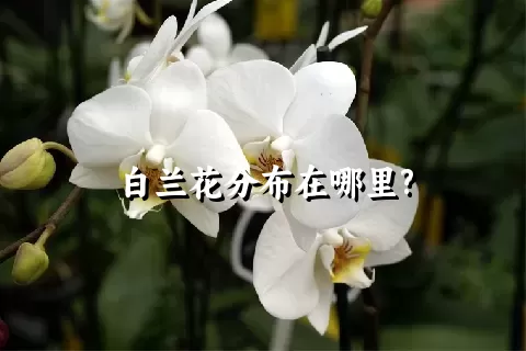 白兰花分布在哪里?