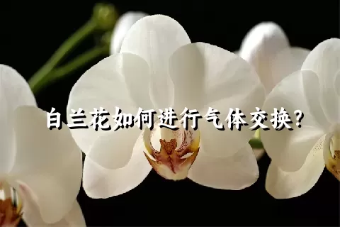 白兰花如何进行气体交换？