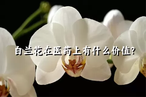 白兰花在医药上有什么价值？