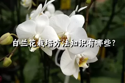 白兰花栽培方法知识有哪些？