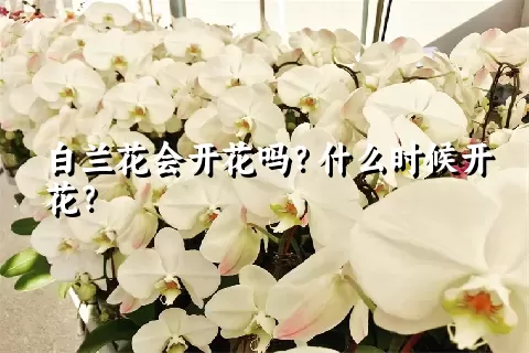 白兰花会开花吗？什么时候开花？