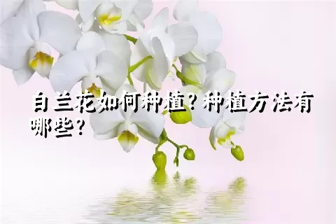 白兰花如何种植？种植方法有哪些？