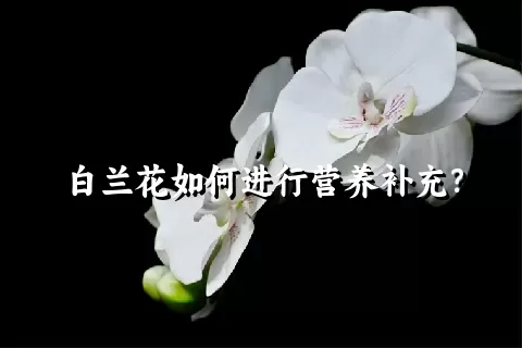 白兰花如何进行营养补充？