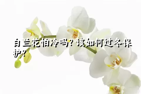 白兰花怕冷吗？该如何过冬保护？