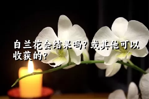 白兰花会结果吗？或其他可以收获的？