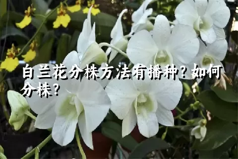 白兰花分株方法有播种？如何分株？