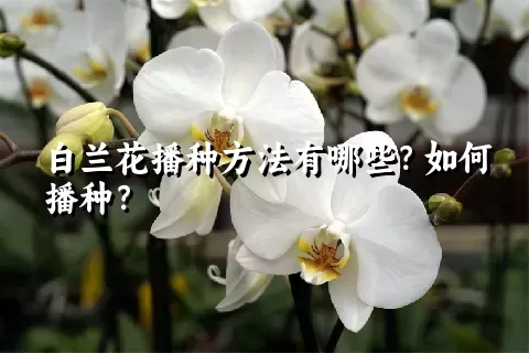 白兰花播种方法有哪些？如何播种？