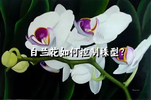 白兰花如何控制株型？