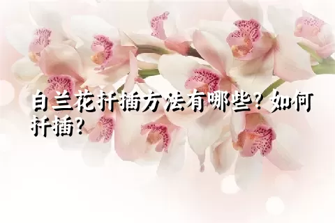 白兰花扦插方法有哪些？如何扦插？