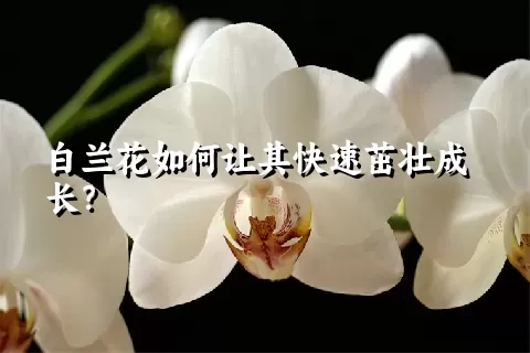 白兰花如何让其快速茁壮成长？