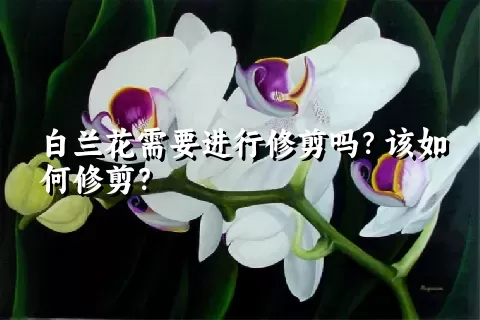 白兰花需要进行修剪吗？该如何修剪？