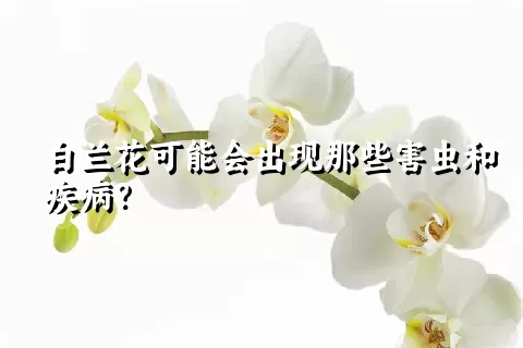 白兰花可能会出现那些害虫和疾病？