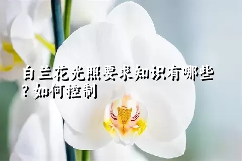 白兰花光照要求知识有哪些？如何控制