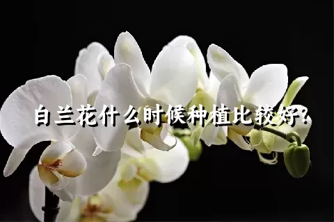 白兰花什么时候种植比较好？