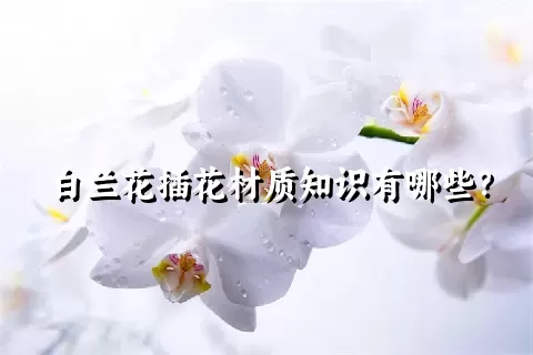 白兰花插花材质知识有哪些？