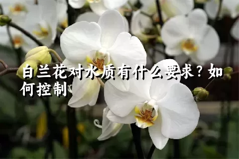 白兰花对水质有什么要求？如何控制