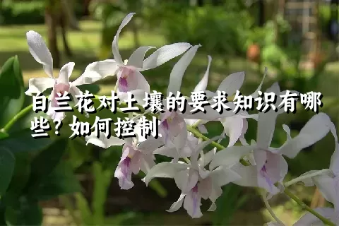 白兰花对土壤的要求知识有哪些？如何控制