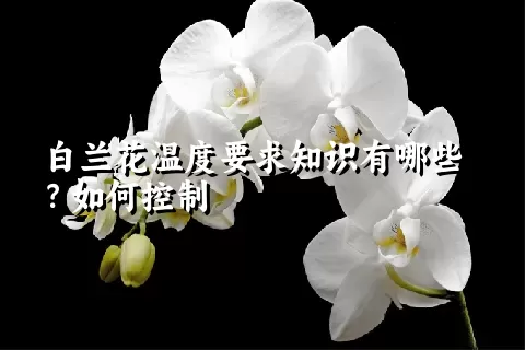 白兰花温度要求知识有哪些？如何控制