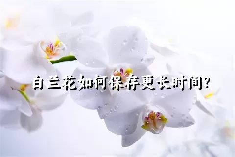 白兰花如何保存更长时间？