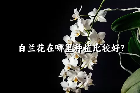 白兰花在哪里种植比较好？