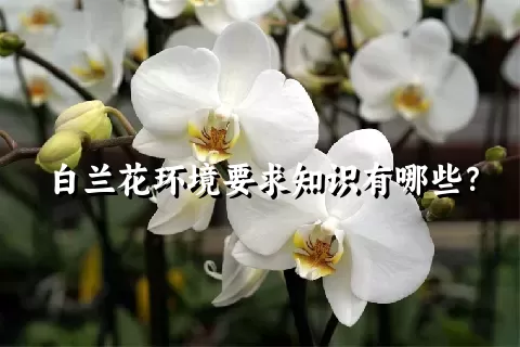 白兰花环境要求知识有哪些？