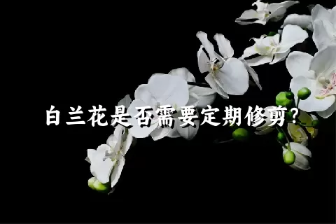 白兰花是否需要定期修剪？